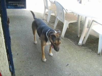 louna - Berger Allemand (11 mois)