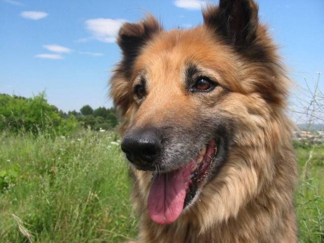 Rex (RIP) - Berger Allemand Mâle (12 ans)