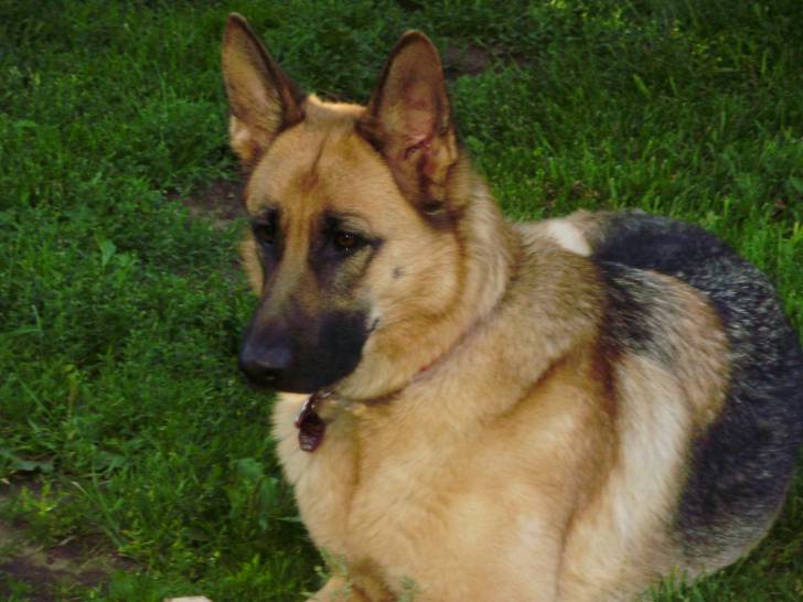 Prada - Berger Allemand (2 ans)