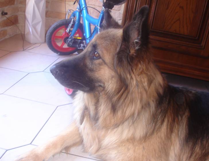 Louloute - Berger Allemand (6 ans)
