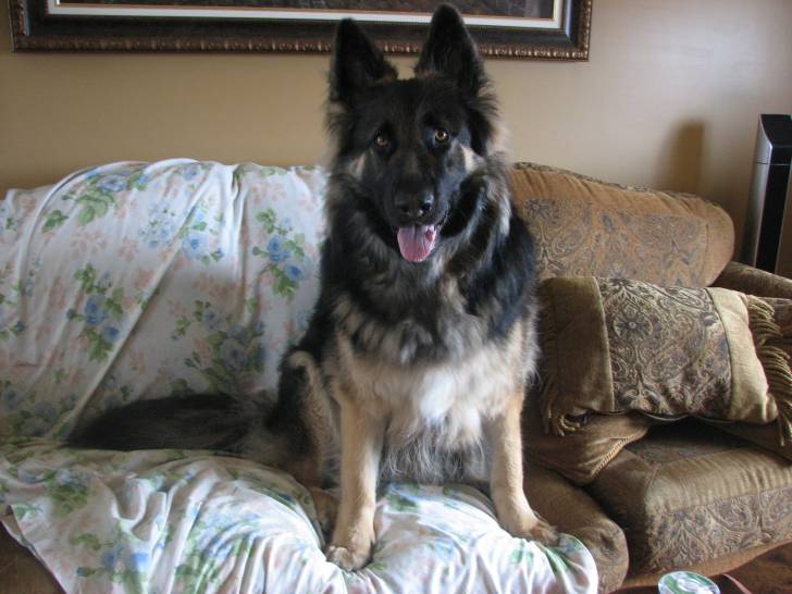 cannonn - Berger Allemand Mâle (2 ans)