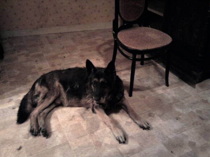 TIM - Berger Allemand Mâle (14 ans)