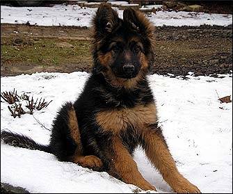 Max - Berger Allemand Mâle (4 mois)