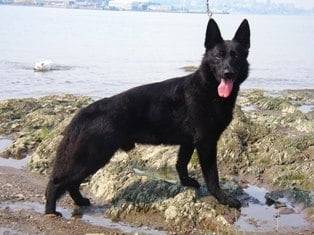 foguy - Berger Allemand Mâle (3 mois)