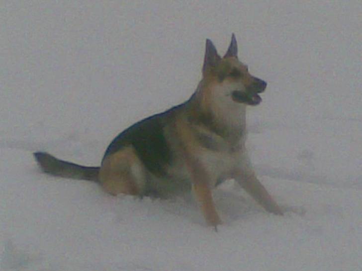 kalistae - Berger Allemand (4 ans)