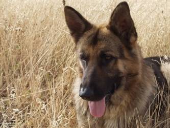 Roxy - Berger Allemand (9 mois)