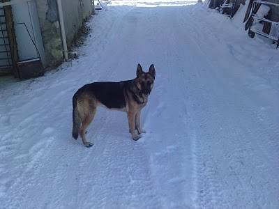 vicky - Berger Allemand (6 ans)