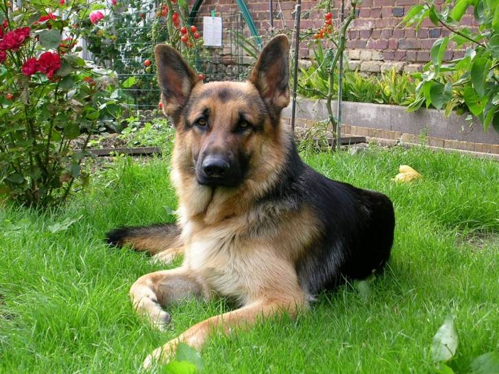 enzo - Berger Allemand Mâle (3 ans)