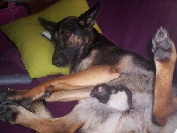 Tricky - Berger Allemand (9 ans)