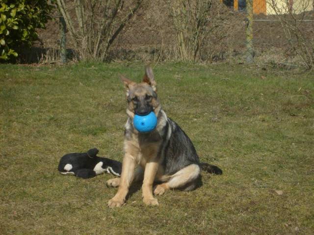 Diane - Berger Allemand (5 mois)