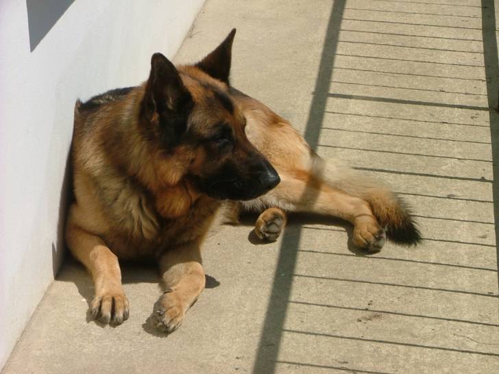 Tamak - Berger Allemand Mâle (5 ans)