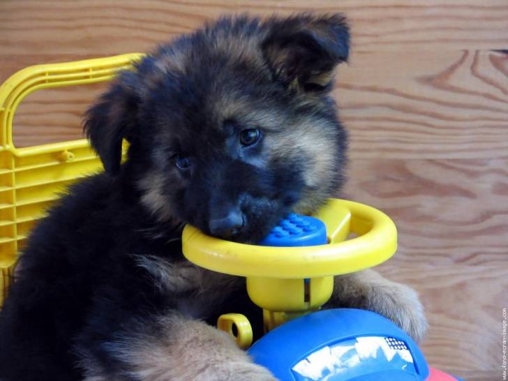 maya - Berger Allemand (4 mois)