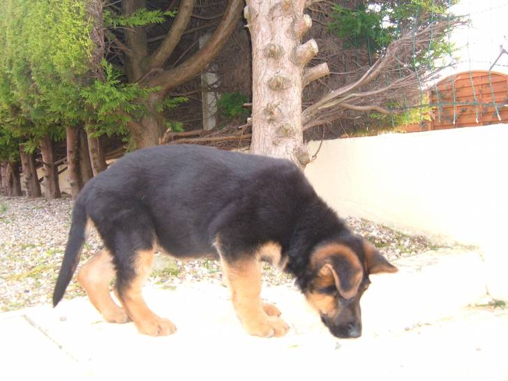 diva - Berger Allemand (2 mois)