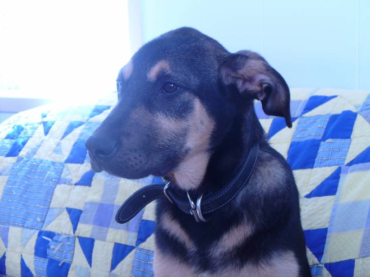 Snoopy - Berger Allemand Mâle (1 an)
