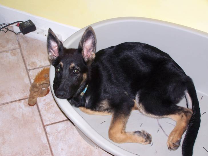 Dyna - Berger Allemand (2 ans)