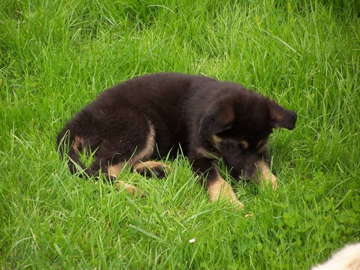 dina - Berger Allemand (1 mois)