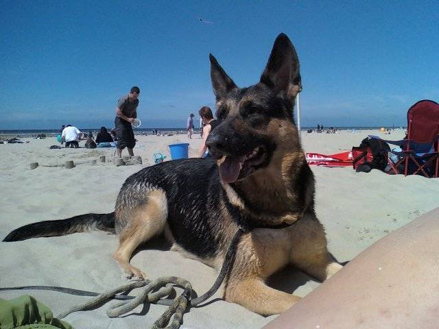 Cyska - Berger Allemand (2 ans)