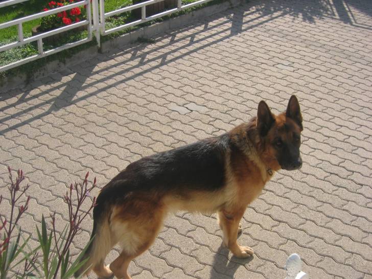 Nelson - Berger Allemand Mâle (13 ans)