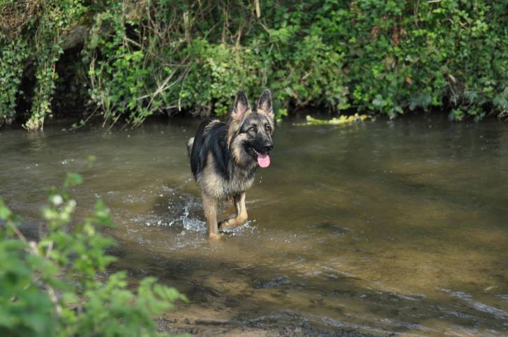 Abbey02 - Berger Allemand (2 ans)