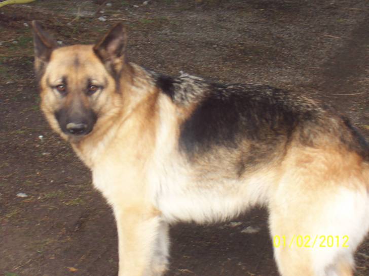 Dolly - Berger Allemand (3 ans)