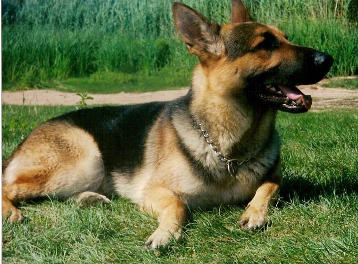 clintone - Berger Allemand Mâle (5 ans)