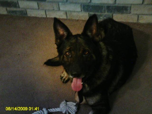 Max - Berger Allemand Mâle (3 ans)
