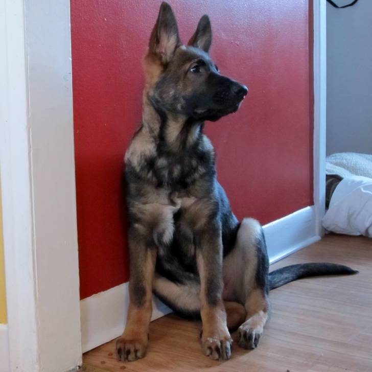 blitz - Berger Allemand Mâle (5 mois)
