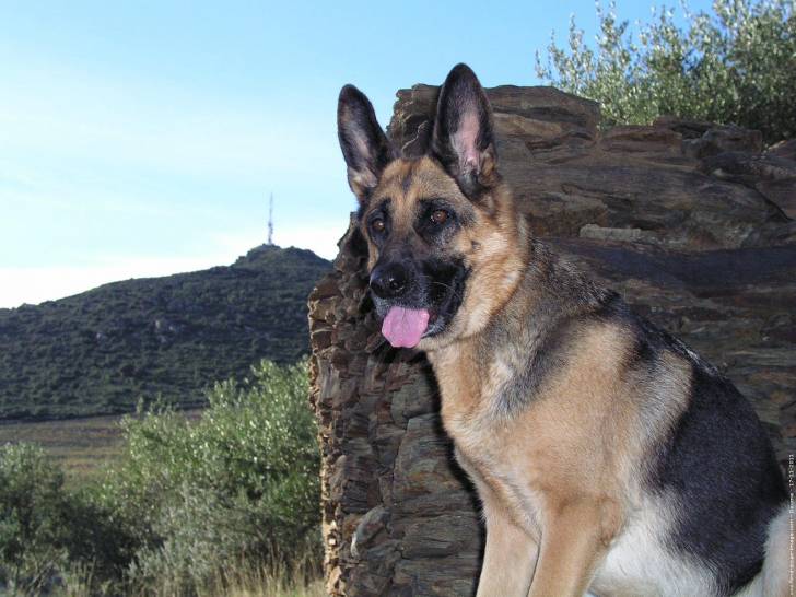 marion - Berger Allemand Mâle (2 ans)
