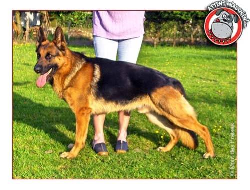 bobby - Berger Allemand Mâle (8 ans)