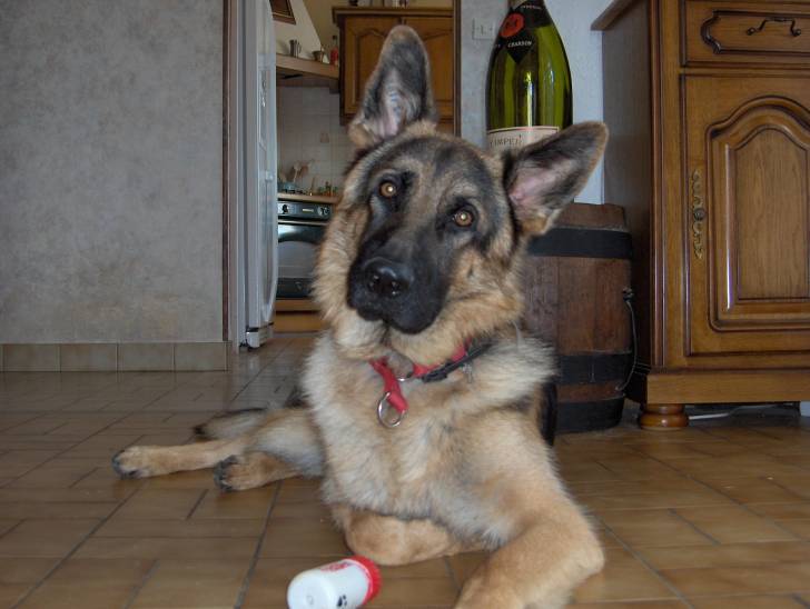 volkan - Berger Allemand Mâle (6 ans)