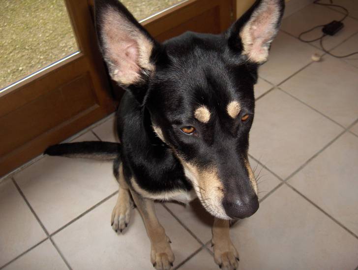 Savana - Berger Allemand (2 ans)