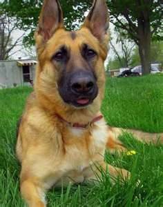 MIcky - Berger Allemand Mâle (6 ans)