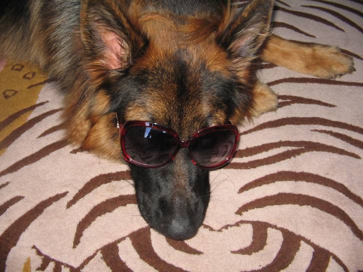 Mischa - Berger Allemand (1 an)
