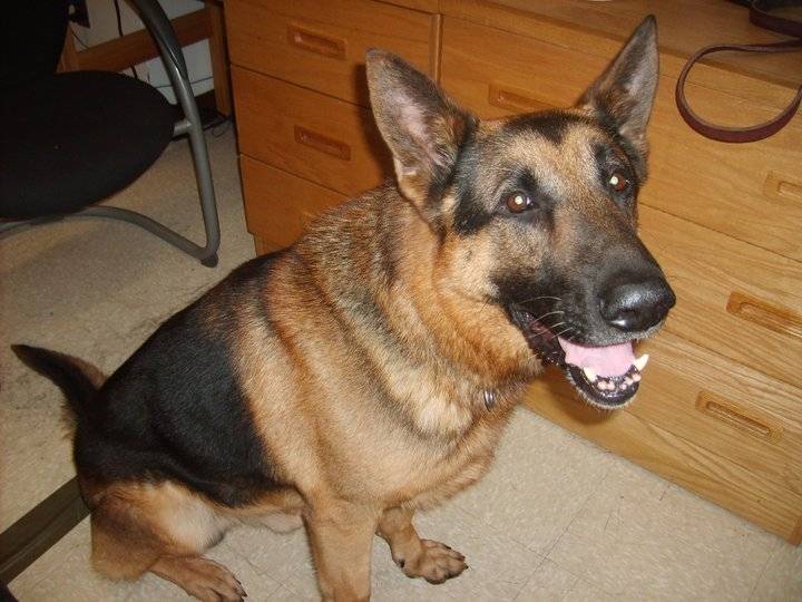 Dasty - Berger Allemand Mâle (11 ans)