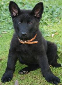 Kady Puppy - Berger Allemand (6 mois)