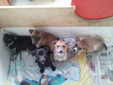 Puppies - Berger Allemand Mâle (3 mois)