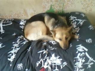 Vodka - Berger Allemand (5 ans)