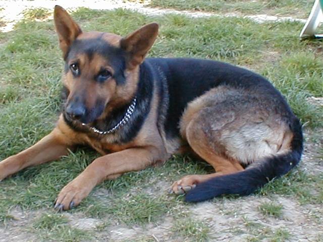 Balto - Berger Allemand Mâle (11 ans)