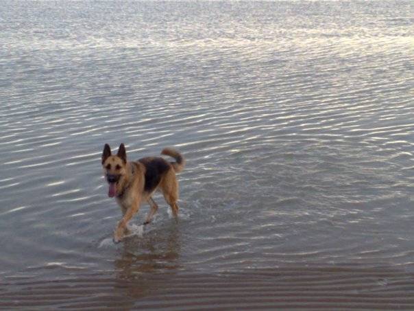 Billy - Berger Allemand Mâle (3 ans)