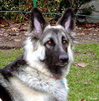 Wloff - Berger Allemand Mâle (4 ans)