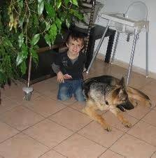dark - Berger Allemand Mâle (4 ans)