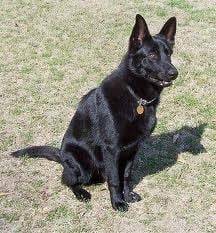 tucker - Berger Allemand Mâle (2 ans)