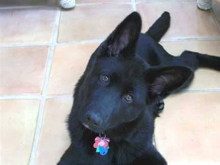 My Puppy - Berger Allemand (2 ans)