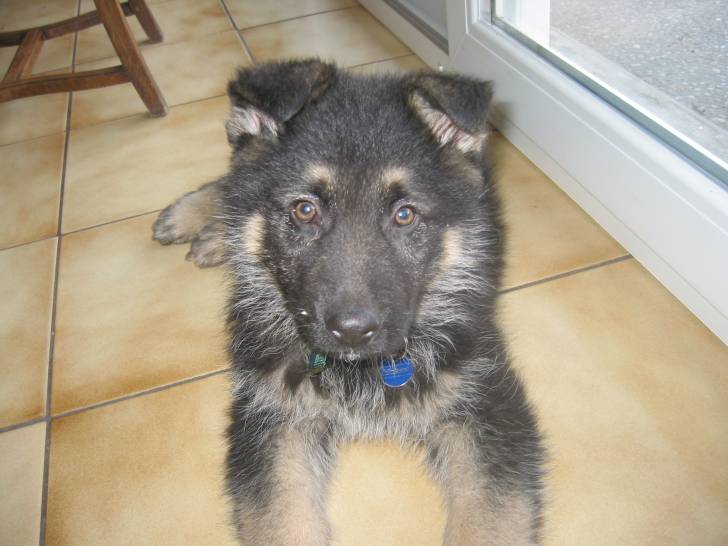 Athos - Berger Allemand Mâle (3 ans)