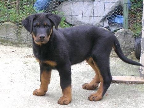 Rex67Dogzerfrancemondeparis - Berger Allemand Mâle (1 an)