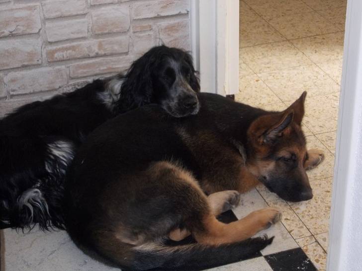 garry - Berger Allemand Mâle (5 mois)