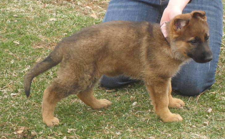 Lady Ginger Von Bambino-Leitz - Berger Allemand (2 mois)