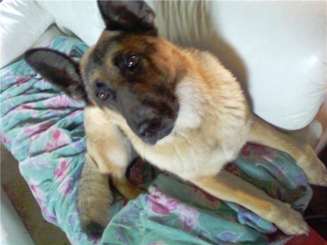 Mac Fly - Berger Allemand Mâle (6 ans)