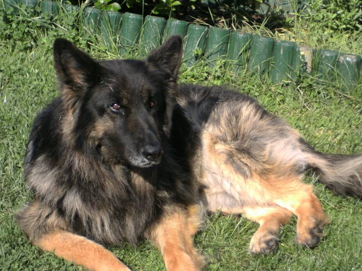 Loup - Berger Allemand Mâle (11 ans)