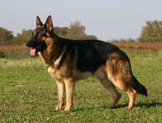 Max (père du bébé) - Berger Allemand Mâle (20 ans)